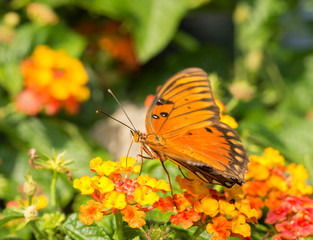 Gulf Fritillary butterfly feeding on a brightly colored Lantana flower