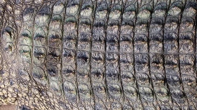 crocodile skin closeup 