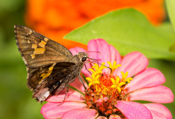 Naklejka premium Hoary Edge butterfly feeding on pink Zinnia flower