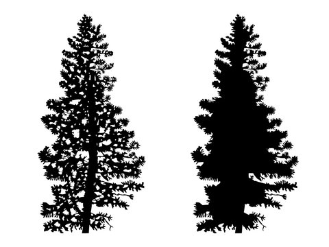 Two silhouettes of pine trees.