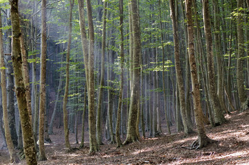 underbrush in summer with the sun's rays filtering through the trees