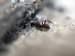 HORMIGA