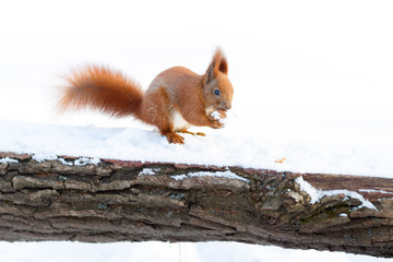 Cute red squirrel with furry tail holding a nut on the snow in winter