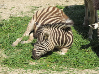 Striped, cute black white Zebra neatly combed mane and tail walking under the summer sun at the zoo...