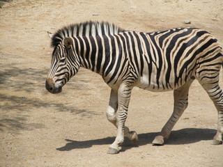 Fototapeta na wymiar Striped, cute black white Zebra neatly combed mane and tail walking under the summer sun at the zoo of Erfurt.
