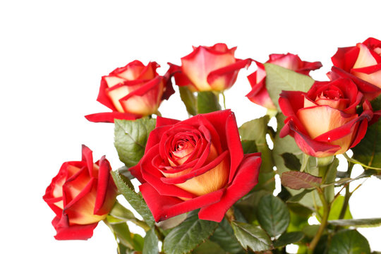 Bunch of red roses in vase on white background