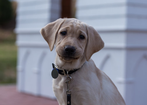 Cute puppy staring at the camera