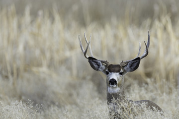 Mule Deer in Southern Oregon