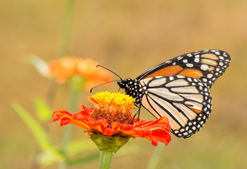 Fototapeta na wymiar Ventral view of a Danaus plexippus, Monarch butterfly, in summer garden