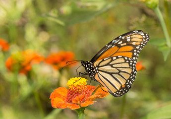 Fototapeta na wymiar Beautiful Monarch butterfly on an orange flower in a sunny garden