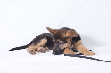 Image of a young German shepherd puppy laying down. Taken on a white background. 