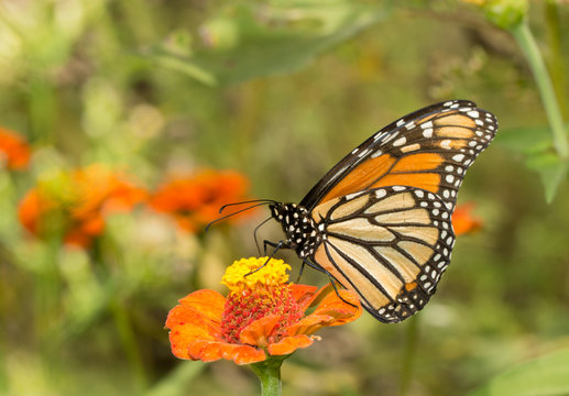 Beautiful Monarch butterfly on an orange flower in a sunny garden