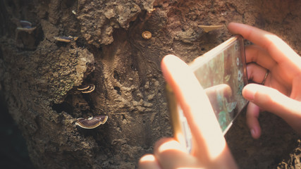 Mushroom macro photo with smartphone.