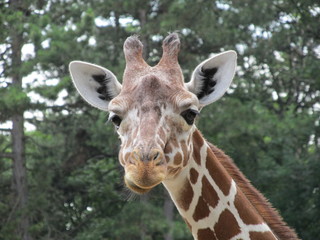 Spotted with a very long neck, big ears and such a sweet eyes giraffe with interesom considering zoo visitors.