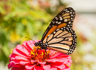 Danaus plexippus, Monarch butterfly, feeding on a pink Zinnia