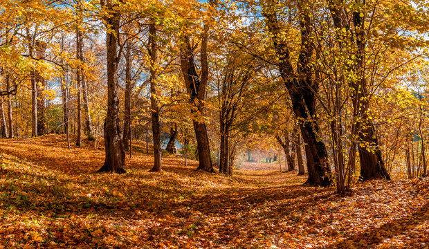 Fototapeta Path under the golden yellow trees and blue sky autumn