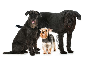 Drei Schnauzer