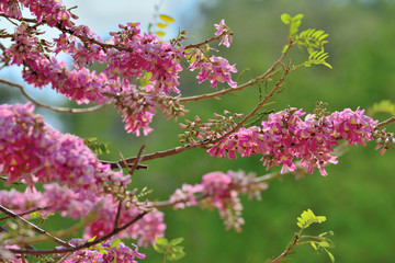  Close up of beautiful pink sakura flowers.