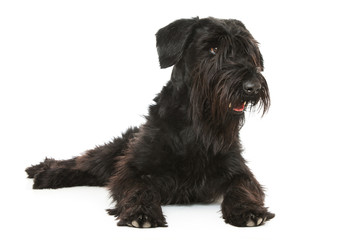 Riesenschnauzer