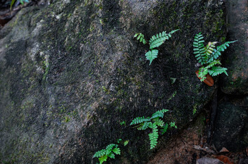 Strong plant grows through the stone cliff. Wild nature. The strength and sustainability. Background