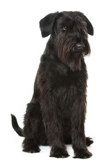 Riesenschnauzer