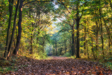 Mysterious autumn forest landscape