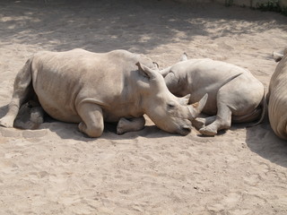 The rhinoceros is a large, powerful with thick skin and a very dangerous animal horn. But look how closely they're watching the baby when mom feeds him.