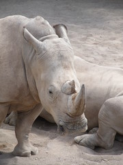 The rhinoceros is a large, powerful with thick skin and a very dangerous animal horn. But look how closely they're watching the baby when mom feeds him.