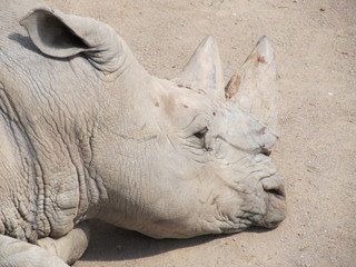 The rhinoceros is a large, powerful with thick skin and a very dangerous animal horn. But look how...