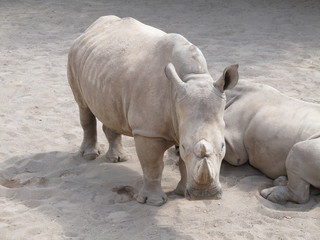The rhinoceros is a large, powerful with thick skin and a very dangerous animal horn. But look how...