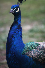 Fototapeta premium Peacock on blurred background