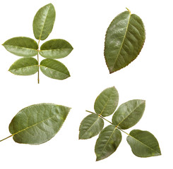 Fototapeta premium green leaf rose. Isolated on white background