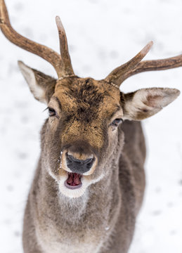 Portrait of smiling happy animal fallow deer