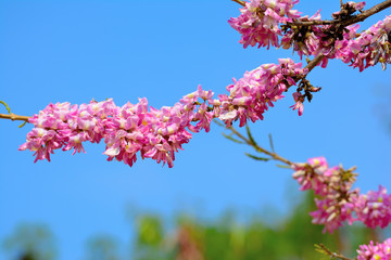 Close up of beautiful pink sakura flowers.