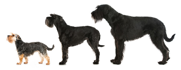 Zwerg- Mittel- Riesenschnauzer