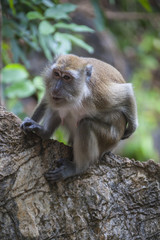 Naklejka na ściany i meble Monkey on the tree in Malaysian jungle