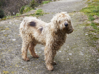 nice dog of my friend