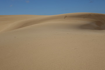 The natural Park in Corralejo the canary-islands Spain
