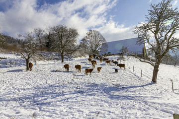 Fototapeta na wymiar Kühe im Schnee