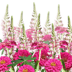 Beautiful floral background of lupine and tsiny 