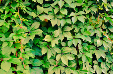 wild grape green wall background