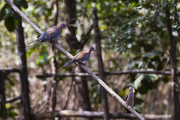 three doves on a branch