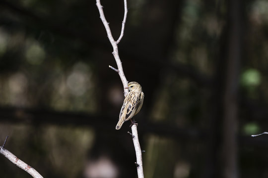 a widowbird on a branch