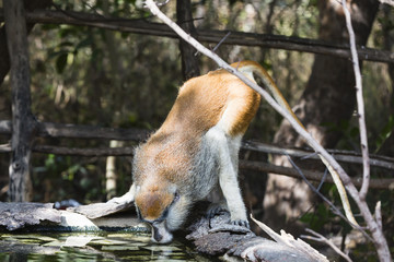 a monkey drinking water