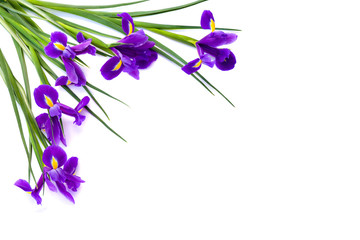 Bouquet of violet Irises xiphium (Bulbous iris, Iris sibirica) on a white background with space for text. Top view, flat lay
