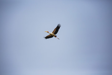 stork flying in the sky