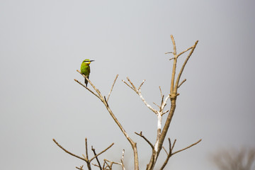 a bee-eater in a tree
