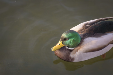Male duck photographed in golden hour light in the park