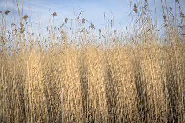 Obraz premium Reed waving in the wind sunlighted by golden colors against blue