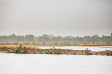 lots of cormorants in bushes and on the ground